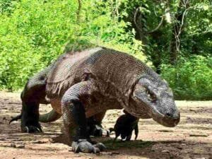 Pulau komodo labuan bajo