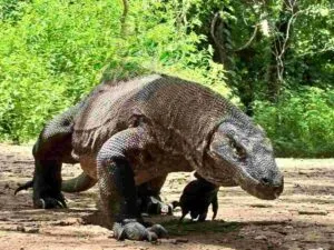 Pulau komodo labuan bajo