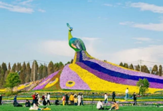 Dounan giant peacock