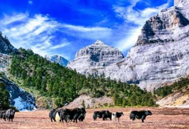 Yaks grazing below rocky mountains china
